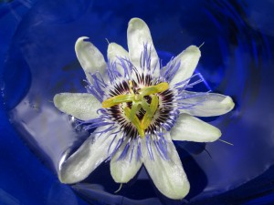Passiflora caerulea, Blue Passionflower