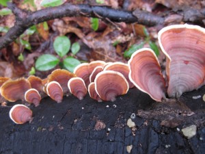 cute brown shelf fungi shaped like mouse ears, with creamy edges, Ears-of-the-Forest essence