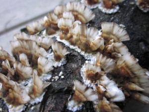 Pale grayish shelf fungus with scalloped edges