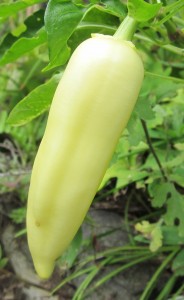 soft yellow elongated pepper fruit