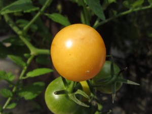 round, golden cherry tomato fruit