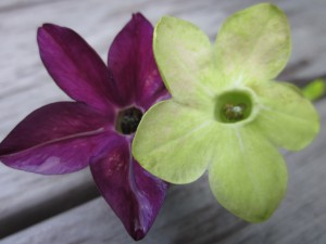 a dark, reddish-purple blossom on the left, a pale green one on the right. In the centers of the 5 petals is a well.