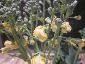 Loosely flowering with soft yellow blossoms; broccoli-type vegetable from Brazil, the Piracicaba flower essence supports free change in life & bodies
