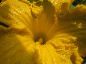 golden-yellow undulating blossom with soft, expressive feeling