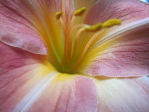 the central golden-yellow core of this lovely daylily flower, with anthers bursting like a joyous fountain from broad swaths of rose-pink streaked with pale yellow and white