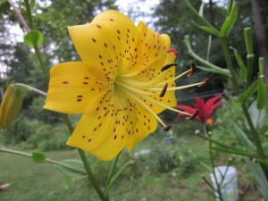 bright yellow lily flower, heavily speckled with dark reddish spots towards the center, with recurved petals 