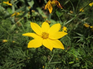 Bright yellow Coreopsis Moonbeam flower