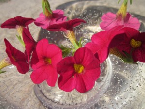 Bright, hot pinkish-red flowers with bright gold throats, floating on water in a clear bowl