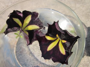 2 blossoms float on water in a clear bowl: intense dark purple fluted petals form a deep funnel-shaped flower with gold rays emanating from the throat