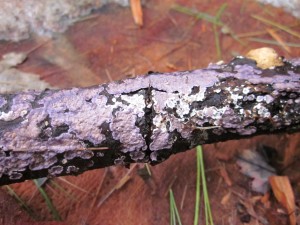 A section of fallen pine branch coated with light to medium purple, with a lighter area in the middle almost white, looking like a splash of thick paint. This etherically infused fungus essence dissolves the "supermind" of ordinary reality & reboots to a different choice