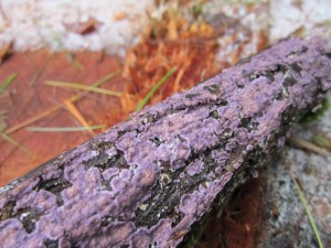 Purple Crust fungus essence dissolves ordinary reality attachments in the body-mind, the supermind, allowing choice and connection to the New Earth crystalline energy web. Photos shows circular purple crusts that merge on a fallen branch.