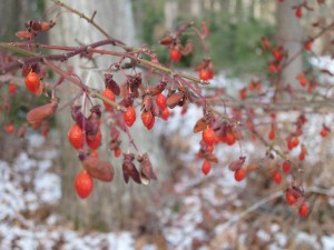 Red berries of euonymous, Burning Bush, in winter