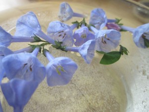 virginia-bluebell-flower-essence