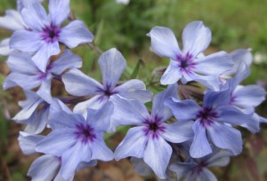 lovely pale lavender blue starry clusters of blossoms with bright purple eyes