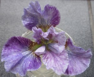 Delicately ruffled and veined blossom in shades of purple from palest to violet