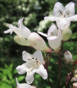 White tubular flowers, velvety, tinged with pink