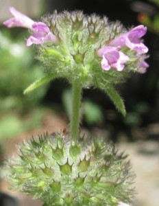 Small, sprightly purple tubular flowers in a pinchushion puff